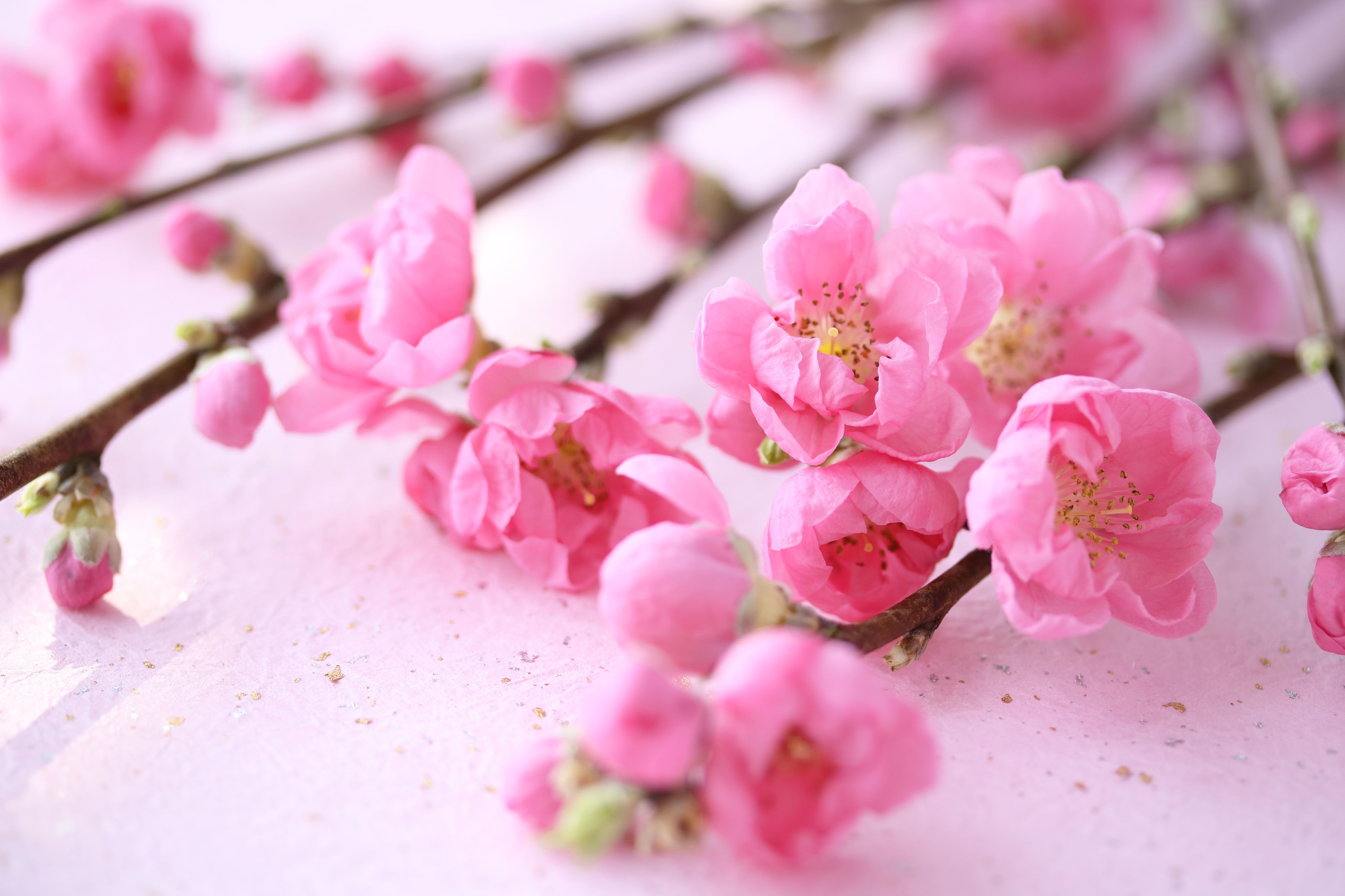 プレスリリース 花毎 はなごと が 桃の節句 に日本橋 福徳神社で花手水 はなちょうず を奉納 第一園芸株式会社