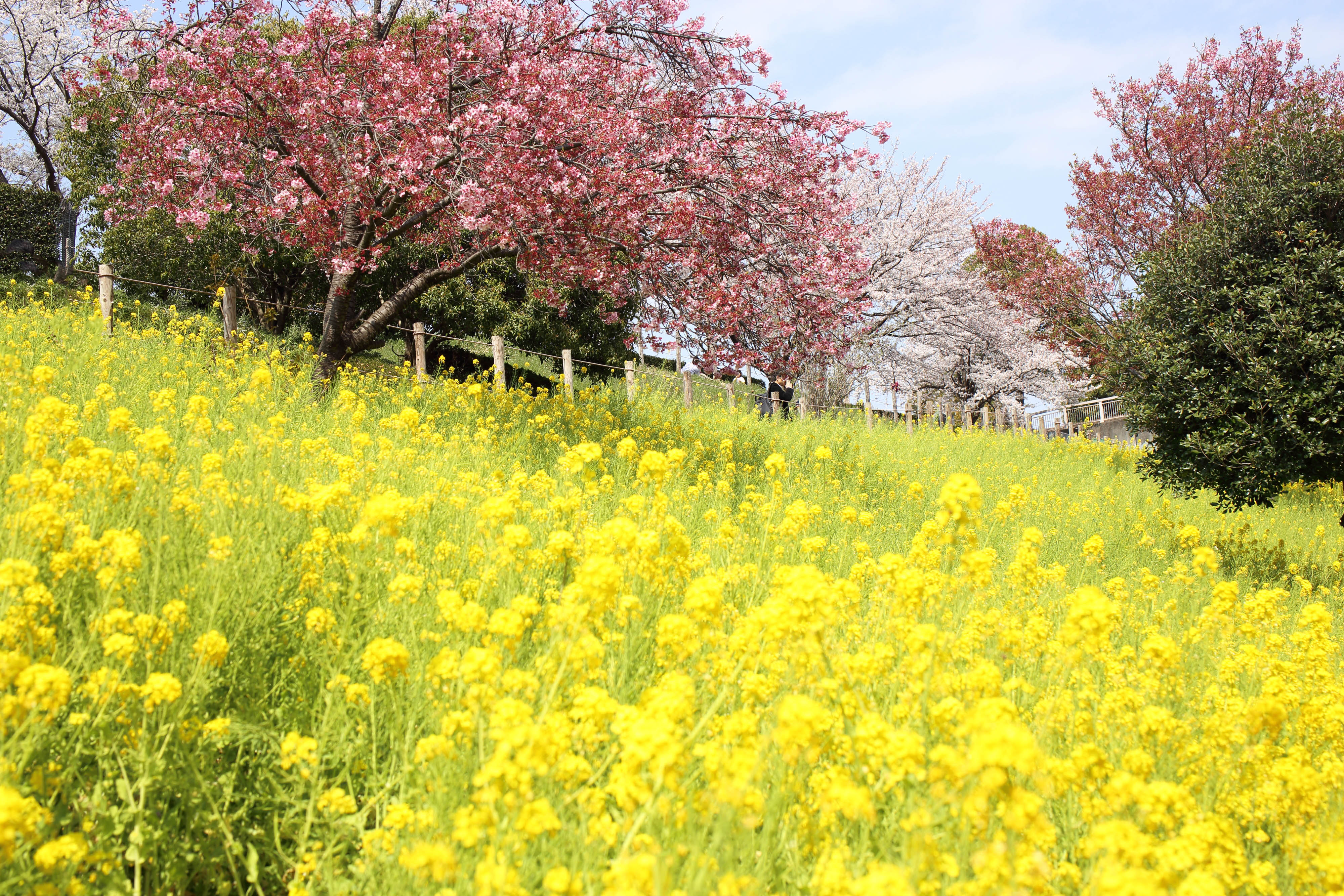 プレスリリース 春の無料花摘みイベント開催 第一園芸独自の緑化技術でできたオーダーメイド花畑 第一園芸株式会社